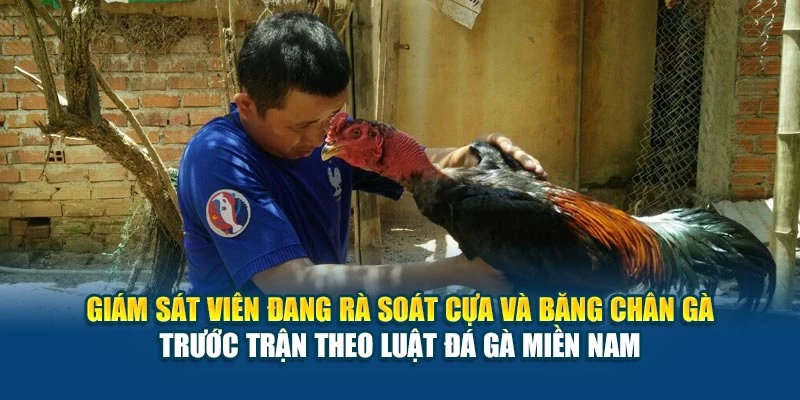 Giám sát viên đang rà soát cựa và băng chân gà trước trận theo luật đá gà miền Nam