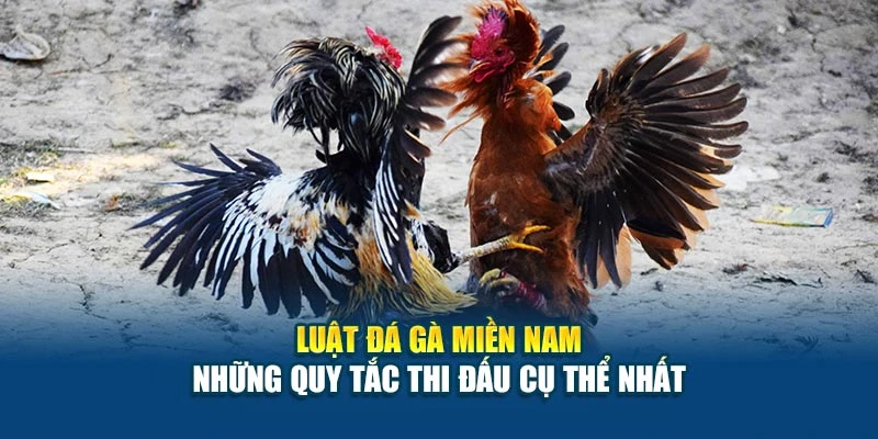 Luật Đá Gà Miền Nam - Những Quy Tắc Thi Đấu Cụ Thể Nhất