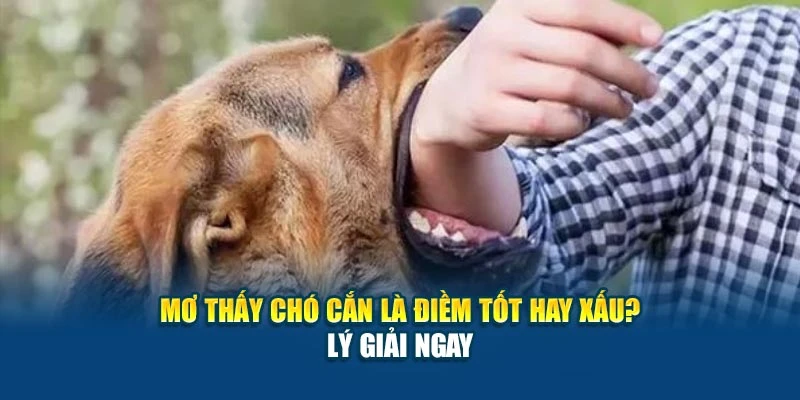 Mơ Thấy Chó Cắn Là Điềm Tốt Hay Xấu 78Win? - Lý Giải Ngay 4 Mơ Thấy Chó Cắn Là Điềm Tốt Hay Xấu 78Win? - Lý Giải Ngay